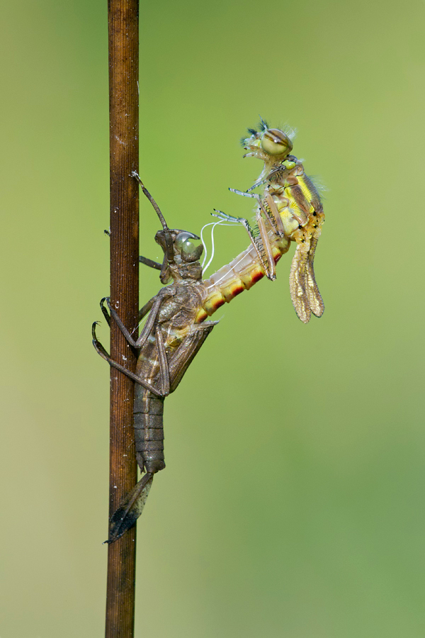 Emerging Large Red Damselfly